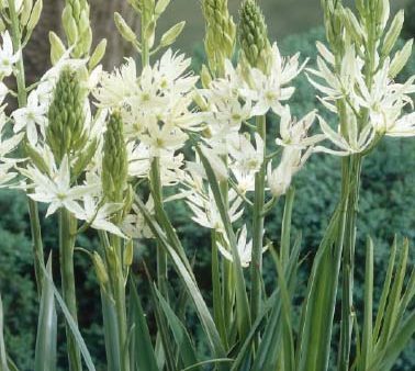 Stjärnhyacint-Camassia leichtlinii  Alba  3-pack Supply