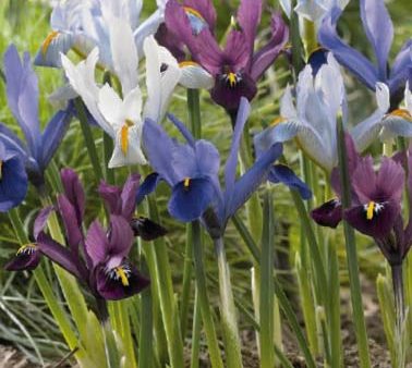 Våriris-Iris reticulata  Reticulata Mixed  15-pack For Discount