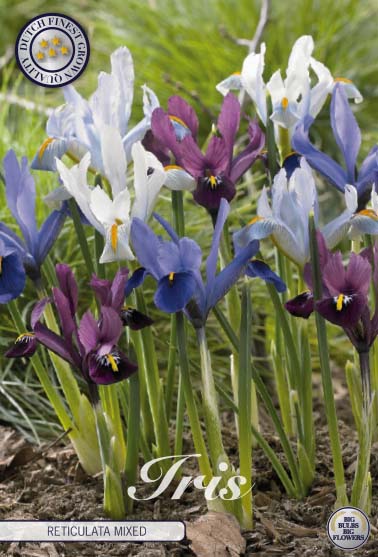 Våriris-Iris reticulata  Reticulata Mixed  15-pack For Discount