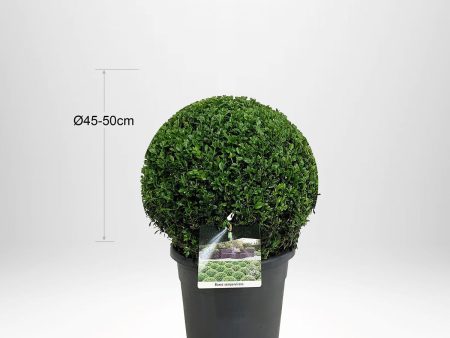 2 pack Buxbom, klot Ø45-50cm - Fraktfritt Hot on Sale