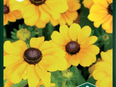 Rudbeckia, Sommar-, Toto Gold, låg Online