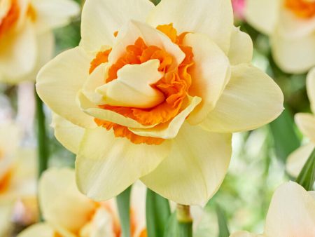 Narcissus Romantic Paradise (NEW) 5-pack Online Sale