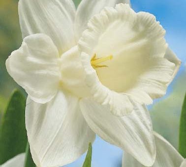 Narcissus Mount Hood 5-pack Online