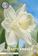 Narcissus Mount Hood 5-pack Online