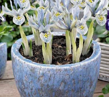 Våriris-Iris reticulata  Katharina Hodgkin  10-pack Fashion