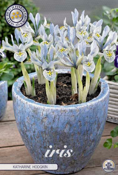 Våriris-Iris reticulata  Katharina Hodgkin  10-pack Fashion