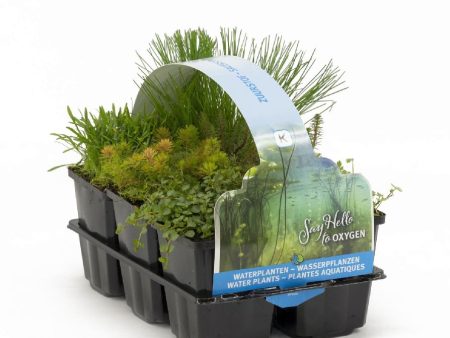 Zuurstofplanten   Oxygenplants Hot on Sale