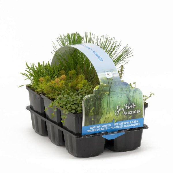 Zuurstofplanten   Oxygenplants Hot on Sale