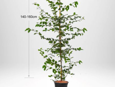 Avenbok, Carpinus betulus  krukodlad 140-160cm Co 5-10 Online