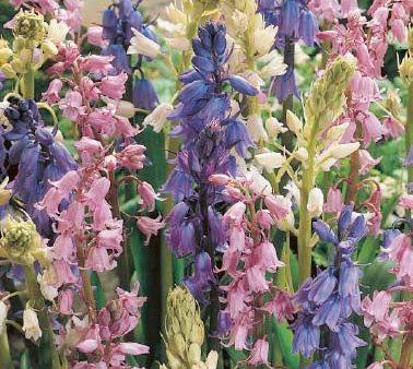 Spansk klockhyacint-Hyacinthoides hispanica  Mixed  10-pack For Sale