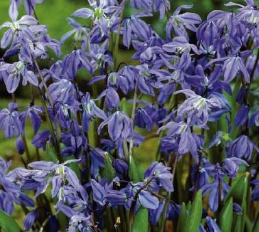 Rysk blåstjärna-Scilla Siberica 15-pack Discount