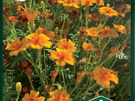 Tagetes, Liten, Tangerine Gem For Discount