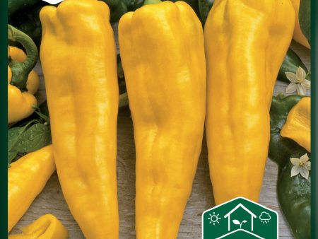 Paprika, Astor F1 Hot on Sale