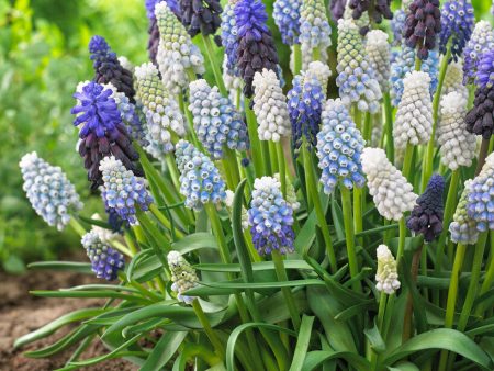 Armenisk pärlhyacint-Muscari armeniacum  Mixed  20-pack Online Hot Sale