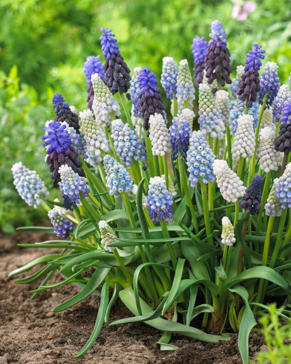 Armenisk pärlhyacint-Muscari armeniacum  Mixed  20-pack Online Hot Sale