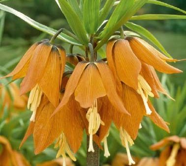 Kejsarkrona-Fritillaria imperialis  Aurora  1-pack Cheap