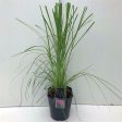 Cortaderia sell.  Rosea  Fashion