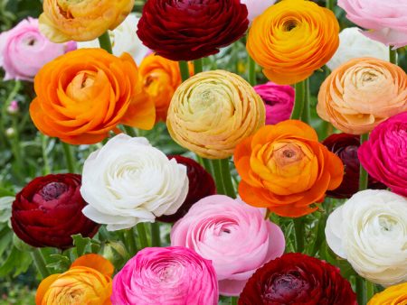 Bukettranunkel-Ranunculus asiaticus  Mixed  10-pack Online Hot Sale