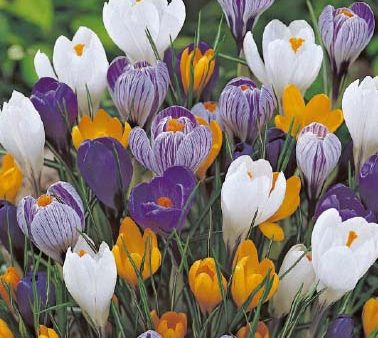 Vårkrokus-Crocus Vernus  Vernus Mixed  10-pack Cheap