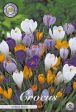 Vårkrokus-Crocus Vernus  Vernus Mixed  10-pack Cheap