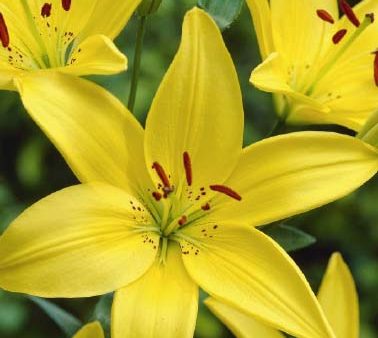 Asiatlilja-Lilium asiatic  Yellow  2-pack Online now