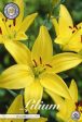 Asiatlilja-Lilium asiatic  Yellow  2-pack Online now