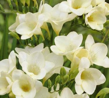 Freesia  White  15-pack Discount