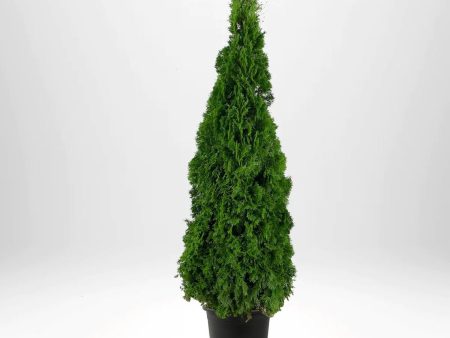 Thuja Smaragd 160-180 cm, Co12 » LQ Sale