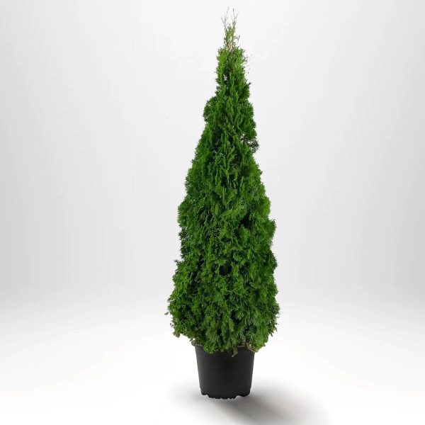 Thuja Smaragd 160-180 cm, Co12 » LQ Sale