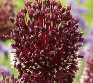 Allium  Red Mohican  2-pack on Sale