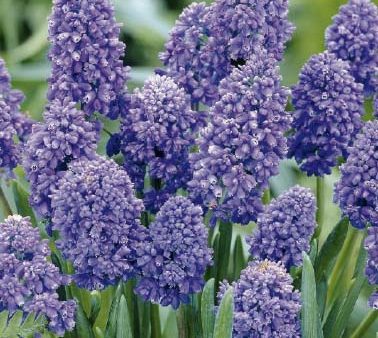 Armenisk pärlhyacint-Muscari armeniacum  Artist  15-pack Online Hot Sale