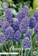 Armenisk pärlhyacint-Muscari armeniacum  Artist  15-pack Online Hot Sale