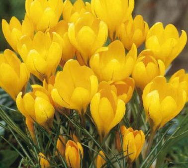 Gullkrokus-Crocus flavus  Golden Yellow  10-pack Hot on Sale