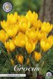 Gullkrokus-Crocus flavus  Golden Yellow  10-pack Hot on Sale