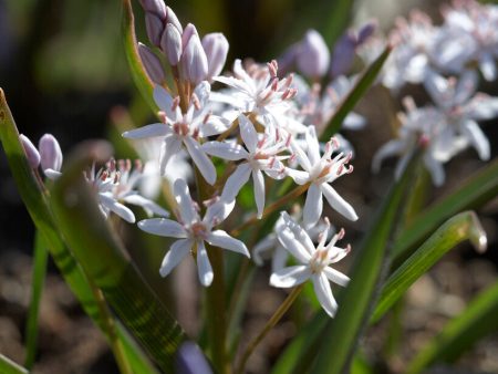 Tidig blåstjärna-Scilla bifolia  Bifolia Rosea  10-pack Fashion