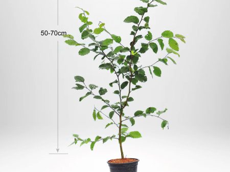 Avenbok, Carpinus betulus  krukodlad 50-70 cm Co 2-3 For Discount