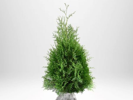 Thuja Brabant 80-100 cm, RB » LQ Supply