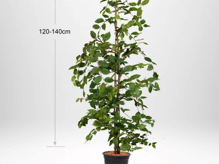 Avenbok Carpinus betulus , krukodlad 120-140 cm Co 5-10 Hot on Sale