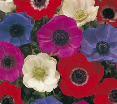 Bukettanemon-Anemone Coronaria  De Caen Mixed  20-pack Online now