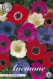 Bukettanemon-Anemone Coronaria  De Caen Mixed  20-pack Online now