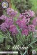 Allium  Oreophilum  20-pack For Discount