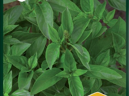 Basilika, Citron-, Lemon scent For Sale