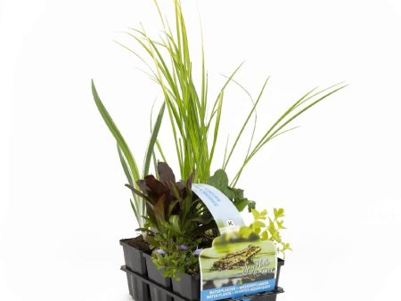 30015 Zuiverend Waterplants Online Sale