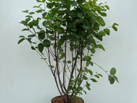 Amelanchier spicata For Discount