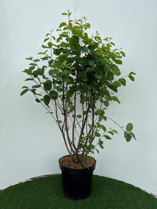 Amelanchier spicata For Discount