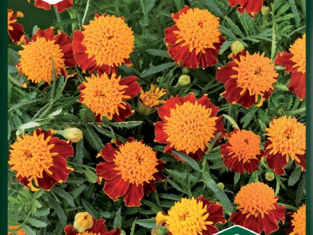 Tagetes, Sammets-, Tiger Eyes Hot on Sale