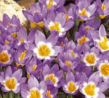 Bägarkrokus-Crocus Chrysanthus  Sieberi Tricolor  20-pack Online Sale