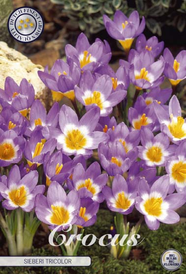 Bägarkrokus-Crocus Chrysanthus  Sieberi Tricolor  20-pack Online Sale