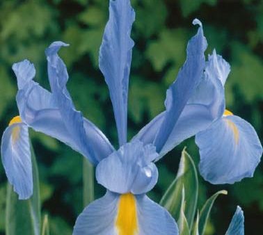 Holländsk iris-Iris hollandica  Blue Magic  15-pack Cheap