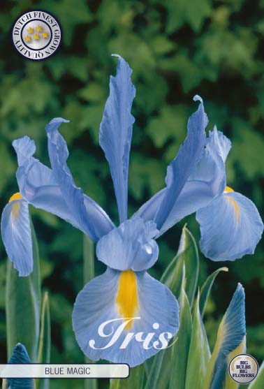 Holländsk iris-Iris hollandica  Blue Magic  15-pack Cheap